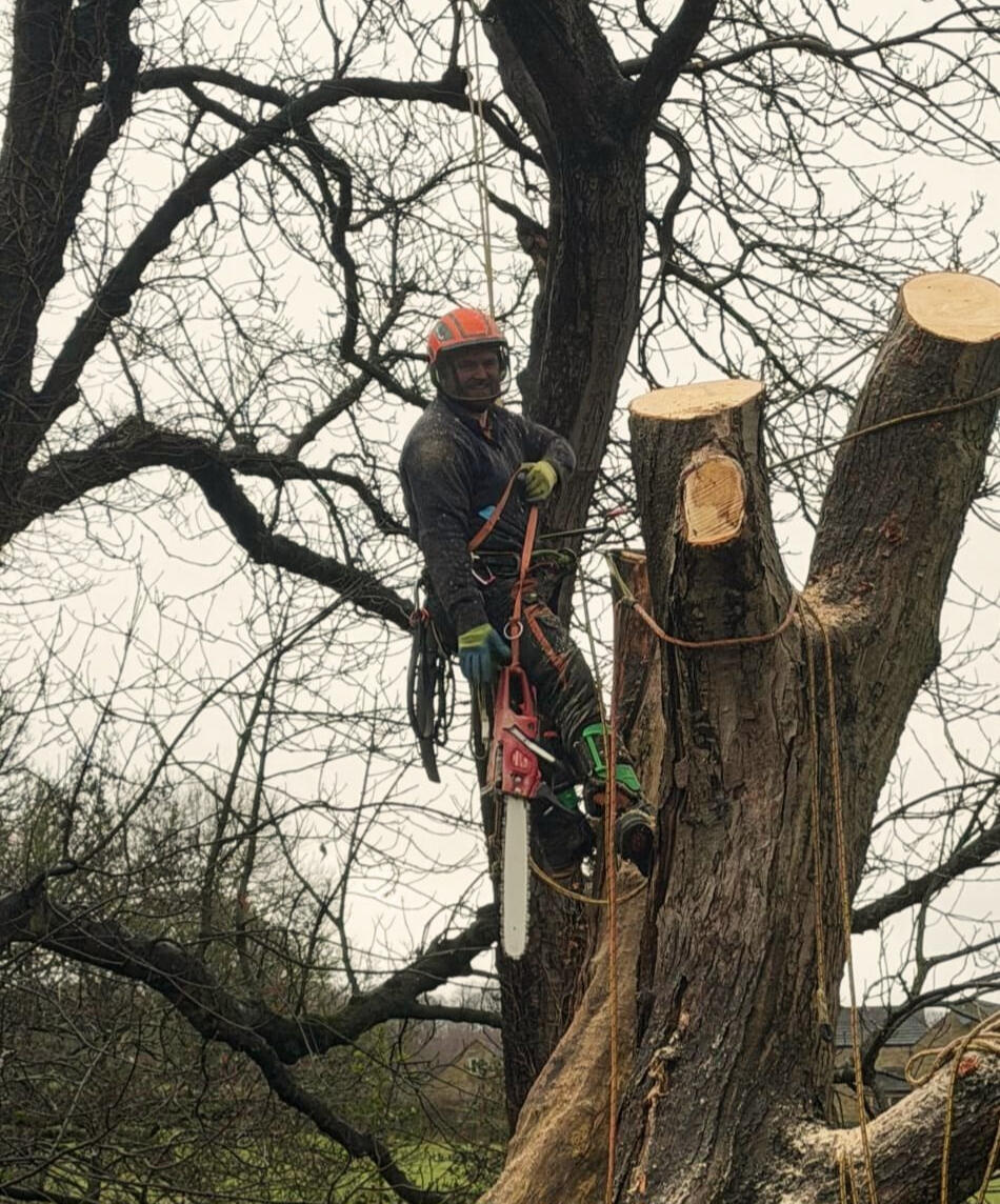 Tree Surgeon Chesterfield